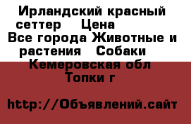 Ирландский красный сеттер. › Цена ­ 30 000 - Все города Животные и растения » Собаки   . Кемеровская обл.,Топки г.